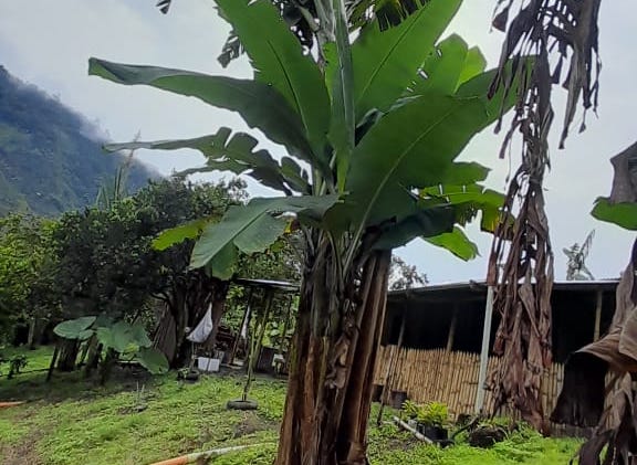 Finca en Ibagué