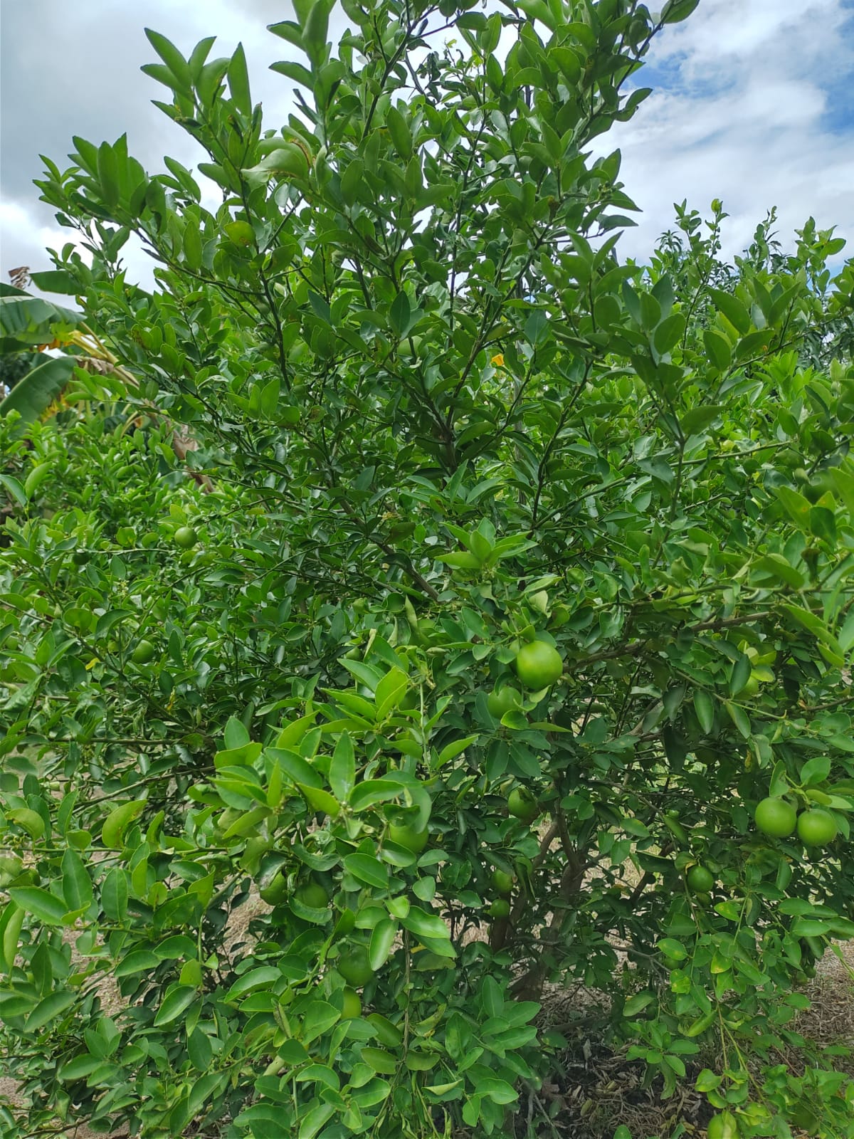 Lote en venta, Bruselas, via Cabañitas