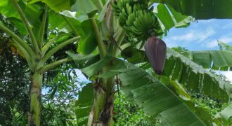 Lote en venta, Bruselas, via Cabañitas