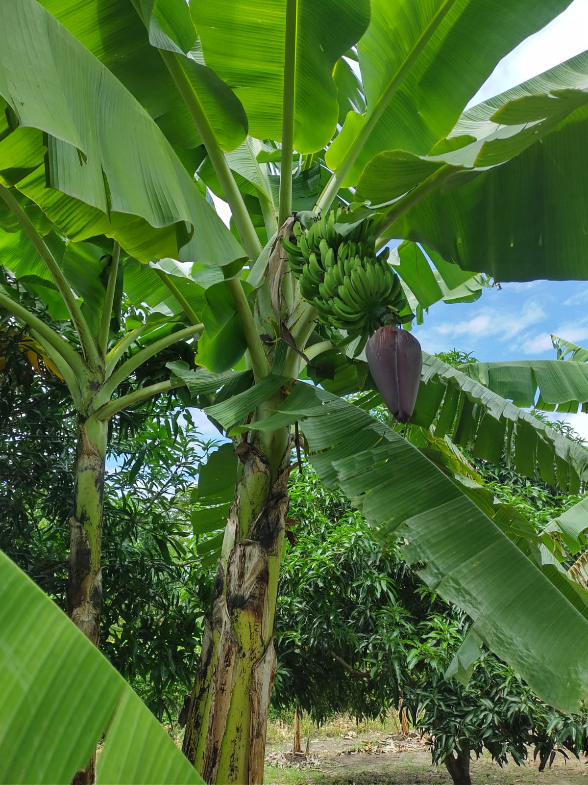 Lote en venta, Bruselas, via Cabañitas